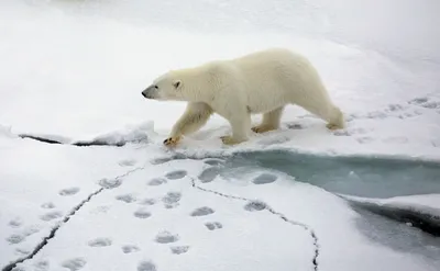 Шойгу рассказал, как от места всплытия подлодки отгоняли белого медведя —  РБК