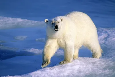 10 интересных фактов о белом медведе - Телеканал «О!»