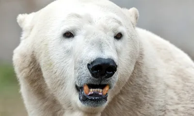 Стеклянный» мех белого медведя вдохновил ученых на создание новой ткани —  Russian Traveler