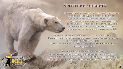 Пенза | Пензенский зоопарк объявил конкурс в честь белого медведя -  БезФормата