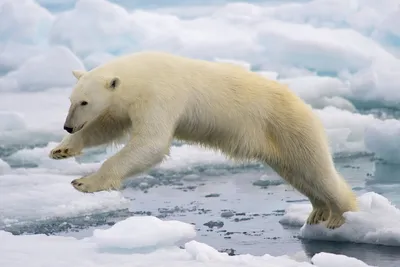Можно ли остаться учёным в пасти белого медведя | Русское географическое  общество