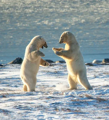 Как живется белым медведям на Чукотке: удивительные снимки исчезающей  Арктики - , Sputnik Беларусь