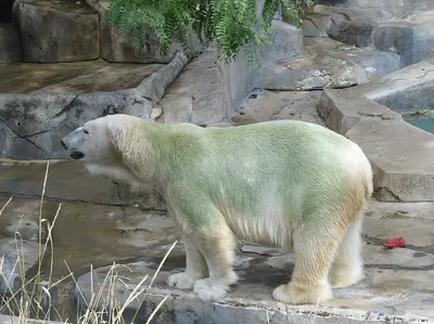 День белого медведя: 12 интересных фактов и опыты для детей - 