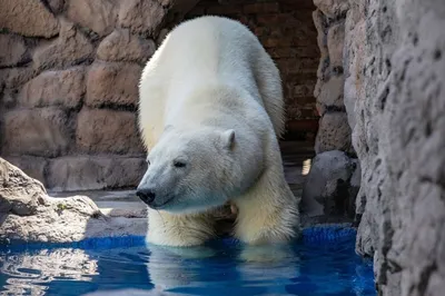 Луза | Владыка Арктики - белый медведь - БезФормата