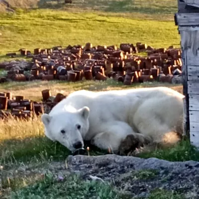 Поздравление белого медведя - 72 фото