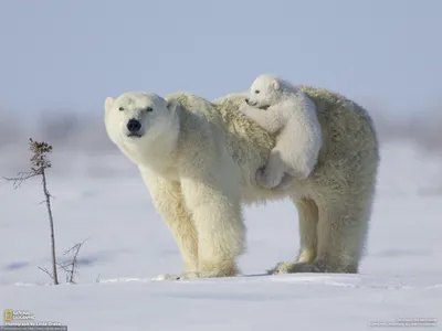 Гибрид белого и бурого медведя - 70 фото