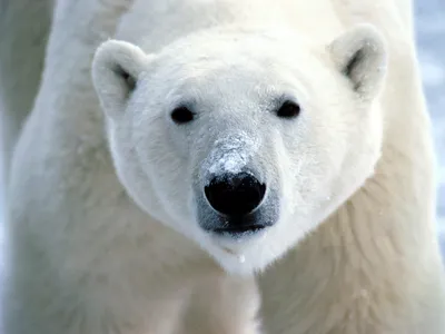 Фото истощённого белого медведя напугало СМИ, ждущих изменения климата