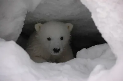 Завершился учёт в "родильном доме белого медведя" | Русское географическое  общество