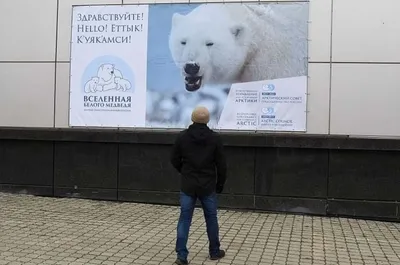 На севере Красноярского края спасают белого медведя - РИА Новости,  