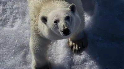 27 февраля в мире отмечается Международный день полярного медведя  (International Polar Bear Day) или / Белый медведь :: медведь / смешные  картинки и другие приколы: комиксы, гиф анимация, видео, лучший  интеллектуальный юмор.