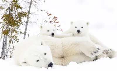 Редкое фото белого медведя - обои на телефон