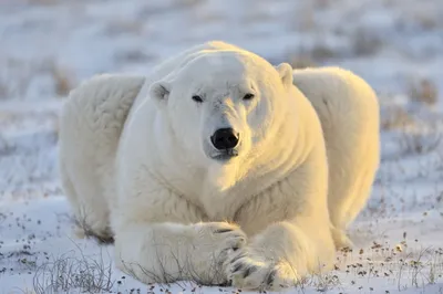 10 интересных фактов о белом медведе - Телеканал «О!»