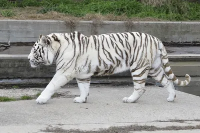 Белого тигра картинки