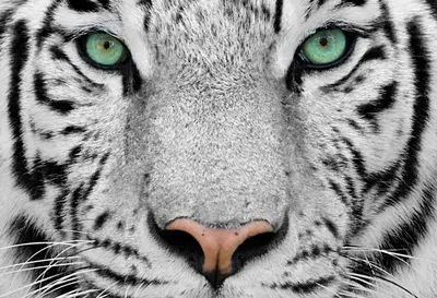 Почему белым тиграм следует исчезнуть (Slate, США) | , ИноСМИ