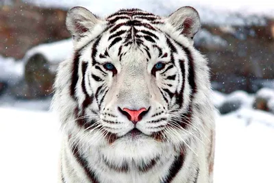 Муляж белого тигра в интернет-магазине Ярмарка Мастеров по цене 600000 ₽ –  CITP9BY | Скульптуры, Плавск - доставка по России