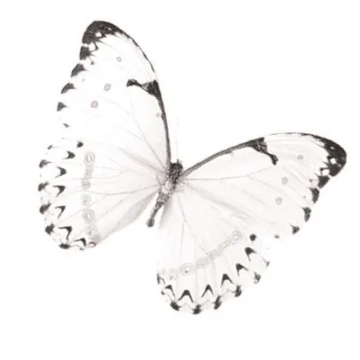 Белые бабочки картинки
