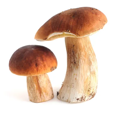 В лесах Челябинской области появились белые грибы