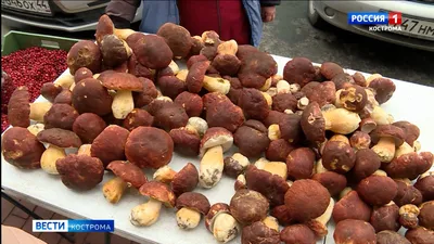 Белые грибы на прилавках в Костроме обогнали по цене говяжьи стейки | ГТРК  «Кострома»
