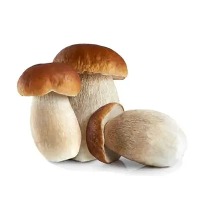Что можно сделать с белым грибом?