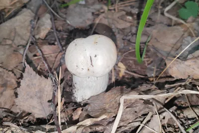 Белые грибы кубики быстрозамороженные высший сорт (Boletus edulis),  Аутентичный вкус Карпат! 400 g(г) - Торговая Марка