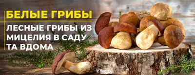 METRO Chef Грибы белые целые замороженные, 1кг купить с доставкой на дом,  цены в интернет-магазине