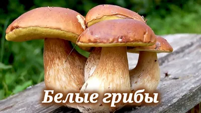Белые грибы сушеные 1000 гр - купить с доставкой по выгодным ценам в  интернет-магазине OZON (426129572)