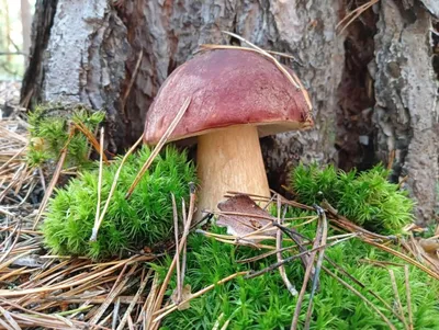 Белые грибы появились в лесах Новосибирской области — где их искать - 30  июня 2022 - НГС.ру