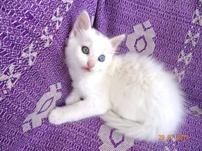Фотогалерея "Крупным планом" - "Белый пушистый котенок" - Фото котят