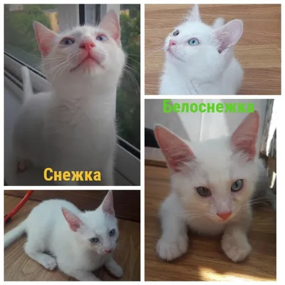 Nekobu - Белые котята в дар - Кошки и котята в дар в Москве