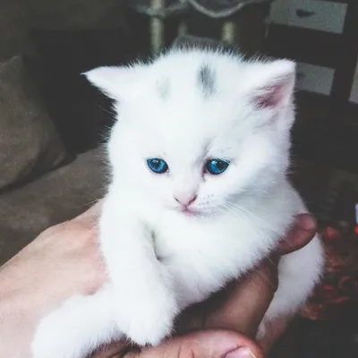 Белые котята