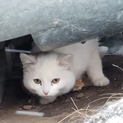 Подкинули к воротам белых котят. Спасай котят и никому не говори об этом ))  | Пикабу