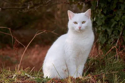 Пин от пользователя catjsj на доске 1,2,3 | Милые котики, Кошачьи  фотографии, Белый кот