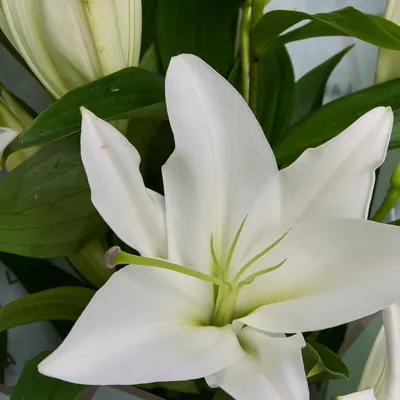 Белые лилии . White lilies | Lírios, Plantae, Floriculturas