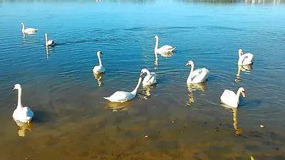 Лебеди. Белые лебеди на воде. Стихи про лебедей. Футажи лебеди — Видео |  ВКонтакте