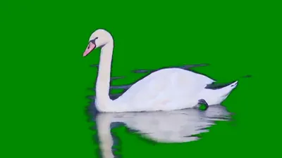 Футаж Лебеди. Красивые Белые Лебеди. Видео для Монтажа. Белые Лебеди Видео.  Футажи для видеомонтажа — Видео | ВКонтакте