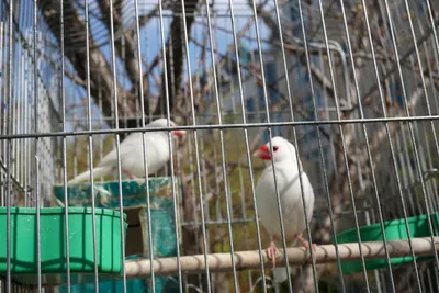 Белые птицы виды - картинки и фото 