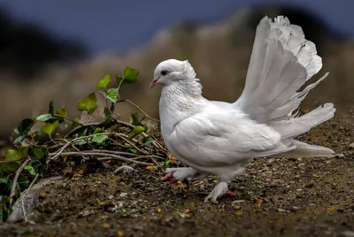 Белый павлин - райская птица (9 фото)