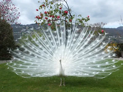 Необычные неземные белые птицы в …» — создано в Шедевруме