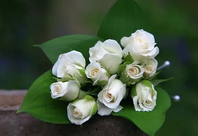 Большой букет белых роз (61 фото) | Белые розы, Красивые розы, Букет