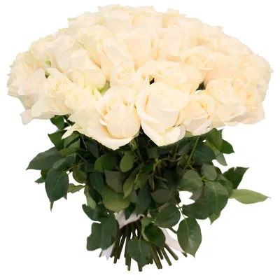 Самые красивые белые розы - 74 фото