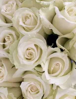 55 белых роз по цене 11725 ₽ - купить в RoseMarkt с доставкой по  Санкт-Петербургу