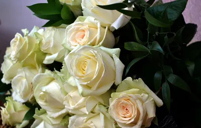 Букет белых роз | Plants, Rose, Flowers