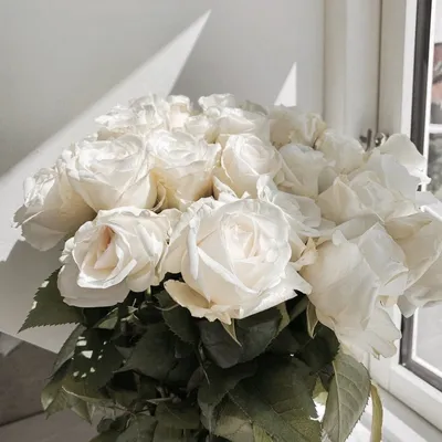 Розы белые красивые - 78 фото