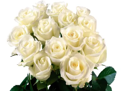 Белые розы - фотообои на заказ. Закажи обои Белые розы (28616)
