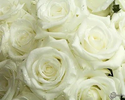 Купить белые розы с доставкой в Хабаровске ❤ 