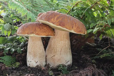 Белый гриб (Boletus edulis) фото и описание