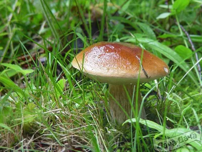 Ложный белый гриб (Tylopilus felleus) фото и описание