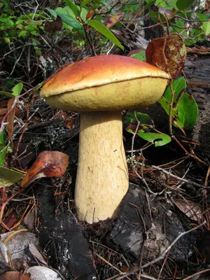 Белый гриб (Boletus edulis) фото и описание