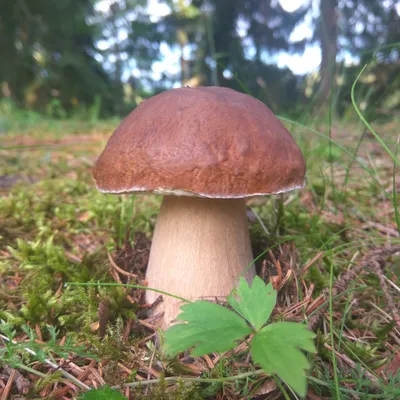 Белый гриб сосновый (Boletus pinophilus) фото и описание