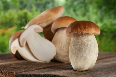 Белый гриб (Boletus edulis) фото и описание